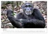 UGANDA - Berggorillas & Chimps (Wandkalender 2027 DIN A4 Produktbild-Vorschau 15
