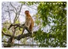 Nasenaffen von Borneo (Tischkalender 2027 DIN A5 quer), Produktbild-Vorschau 9