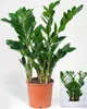 BALDUR Garten 1x Zamioculcas ca. 55-65 cm hoch, Pflanze im Produktbild-Vorschau 2