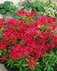 Pieris japonica 'Forest Flame', Japanische Lavendelheide, Produktbild-Vorschau 10