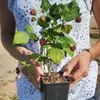 Lampone Rosso d'Autunno 2L Anteprima dell’immagine prodotto 2