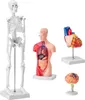 VEVOR Modèle d'anatomie humaine en 4 parties Modèle Voir les images du produit 13