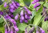 6 x  Symphytum officinale - Echte Beinwell - Topf 9 x 9 cm Produktbild-Vorschau 1