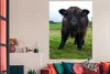 MuchoWow® Poster Schottische Highlander - Kühe - Natur - Produktbild-Vorschau 3