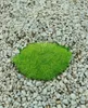Scleranthus uniflorus, Polsterkissenmoos, ca. 9x9 cm Topf Produktbild-Vorschau 4