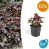 Piante tappezzanti - Heuchera 'Palace Purple' - 9 cm di Anteprima dell’immagine prodotto 1