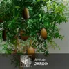 Citron caviar jaune - agrume méditerranéen - arbre fruitier Voir les images du produit 2