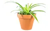 Gardners Chlorophytum Comosum, priemer 6 cm Náhľad obrázku produktu 1