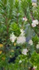 Myrtus communis ssp tarentina / Myrte de Tarente Voir les images du produit 1
