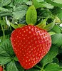 A close-up of a ripe strawberry surrounded by green leaves. Produktbild-Vorschau