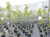 echter Walnussbaum Juglans regia 180 cm Obstbaum winterhart Produktbild-Vorschau 2