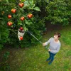 Maximex Obstsammler XL mit Teleskopstiel, 270º-Knickgelenk Produktbild-Vorschau 8