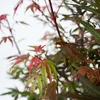 Close-up of Japanese maple leaves with varying shades of green and red. Podgląd zdjęcia produktu