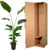 Baum - Strelitzie - Strelitzia Nicolai - Zimmerpflanze Produktbild-Vorschau 3