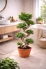 Bonsai Ficus Microcarpa Ginseng (tvar S) – 70–100 cm – Náhled obrázku produktu 5