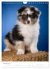 Australian Shepherds (Wandkalender 2027 DIN A4 hoch), Produktbild-Vorschau 4