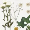 Creativ Company Trockenblumen und Blätter Dekoration Produktbild-Vorschau 4