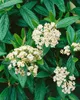 Viburnum 'Pragense', immergrün, 80–100 cm Produktbild-Vorschau 9