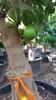 Sunny Tree – drzewo limonkowe – 30 lat – Citrus Latifolia – Podgląd zdjęcia produktu 5