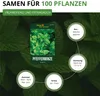 Pfefferminze Mehrjährig Samen - Mentha piperita - Produktbild-Vorschau 3