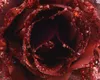 Kunstblumen Rose auf Clip 14cm ochsenblut Produktbild-Vorschau 2