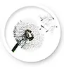 A dandelion seed head with seeds blowing in the wind. Produktbild-Vorschau