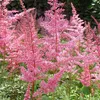 6 x Astilbe arendsii 'Cattleya'  | Květináč 9 cm x 9 cm Náhled obrázku produktu 1