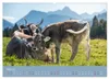 Allgäuer Rindvieh 2027 (Wandkalender 2027 DIN A2 quer), Produktbild-Vorschau 8