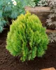 Thuja orientalis 'Aurea Nana', Lebensbaum, goldgelb, 30–40 Produktbild-Vorschau 12