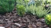 Écorce de pins de jardin conifères 80L 20-50mm Voir les images du produit 6