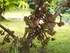 Figuier à oreilles d'éléphant (Ficus auriculata)  - 20 Voir les images du produit 2