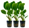 Aquarium Pflanze 3 Stück Anubias heterophylla Produktbild-Vorschau 1