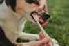Furnatura Natürliche Zahnpasta für Hunde Produktbild-Vorschau 4
