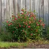 Mischung Obstbüsche - 3 Stk - Actinidia, Vaccinium - Höhe Produktbild-Vorschau 6