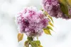 Prunus serrulata 'Kanzan', Japanische Blütenkirsche, rosa, Produktbild-Vorschau 7