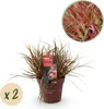 Graminées ornementales - Uncinia rubra Everflame - Rouge - Voir les images du produit 1