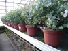 2x XXL Eucalyptus Busch Eukalyptusbaum 40 - 60 cm, Pflanze Produktbild-Vorschau 6