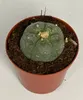 Lophophora williamsii - Peyote - Peyotl kaktus - kvitnúci, Náhľad obrázku produktu 2