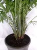 [Palmenlager] XL Chamaedorea elegans 90 cm / Pot 23 cm Ø / Produktbild-Vorschau 3