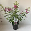 Indigofera heterantha - Himalaya-Indigostrauch | 40-50 cm Produktbild-Vorschau 3