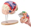 VEVOR Anatomický model lidského mozku, 4dílný anatomický Náhled obrázku produktu 1