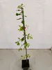 Set di 2 prugnole (Prunus spinosa) - altezza 60 cm - Anteprima dell’immagine prodotto 2