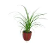 Gardners Nolina, priemer 6 cm Náhľad obrázku produktu 2