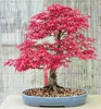Fächerahorn 'BLOODGOOD' 40-50 cm, Cont. 2,5 l Produktbild-Vorschau 2