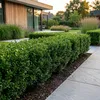 Green boutiQ - 40x Ilex crenata Stokes - Japanische Produktbild-Vorschau 5