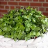 Kriechendes Schönpolster - pflegeleichte Zimmerpflanze, Produktbild-Vorschau 4