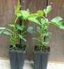 Feigebaum ´FRANCUESCO´ 50-60 cm, Cont. 1 l Produktbild-Vorschau 3