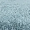 Teppium Teppich Shaggy Super Weich Einfarbig Hochflor Produktbild-Vorschau 6