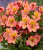BALDUR Garten Winterharte Alstromeria Incalys® 'Salmon',1 Produktbild-Vorschau 2