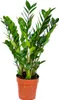Bloomique - Zamioculcas Zamiifolia - Palma doniczkowa - Podgląd zdjęcia produktu 1